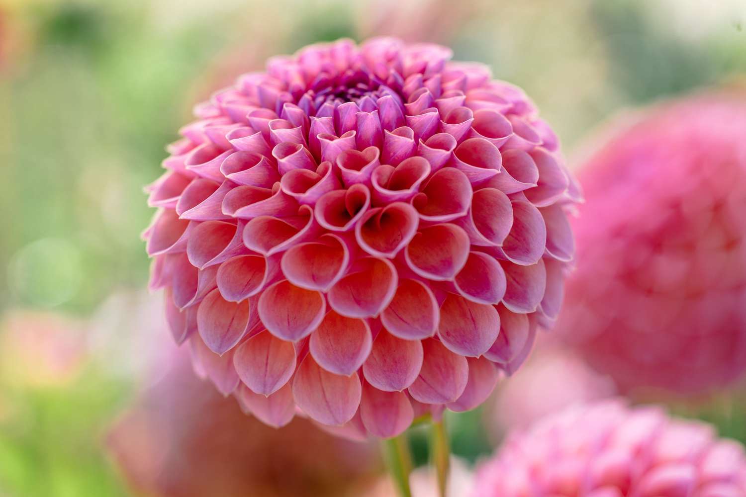 Dahlia 'Jowey Winnie'